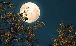 purnima vrat udyapan pujan